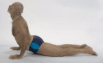 Surya B6-1 Beginner To 7 Beginner